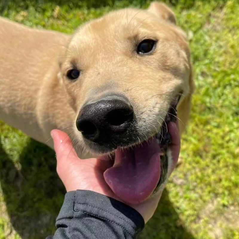 Bowie - Chien à adopter