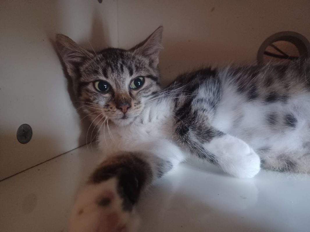 Baccara - Chat Européen à adopter - photo 4