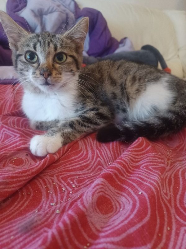 Baccara - Chat Européen à adopter
