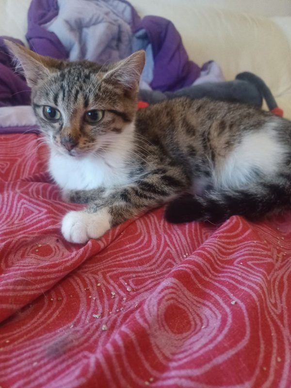 Baccara - Chat Européen à adopter - photo 3