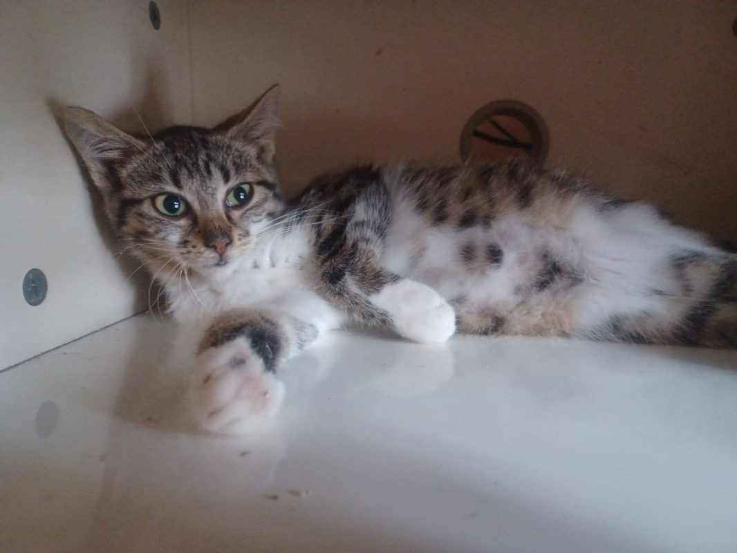 Baccara - Chat Européen à adopter - photo 2