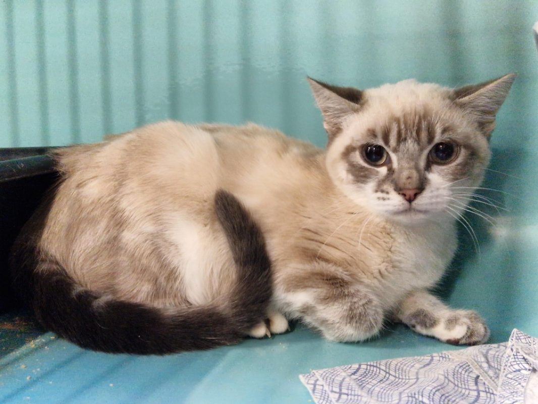 Poudre - Chat Européen à adopter