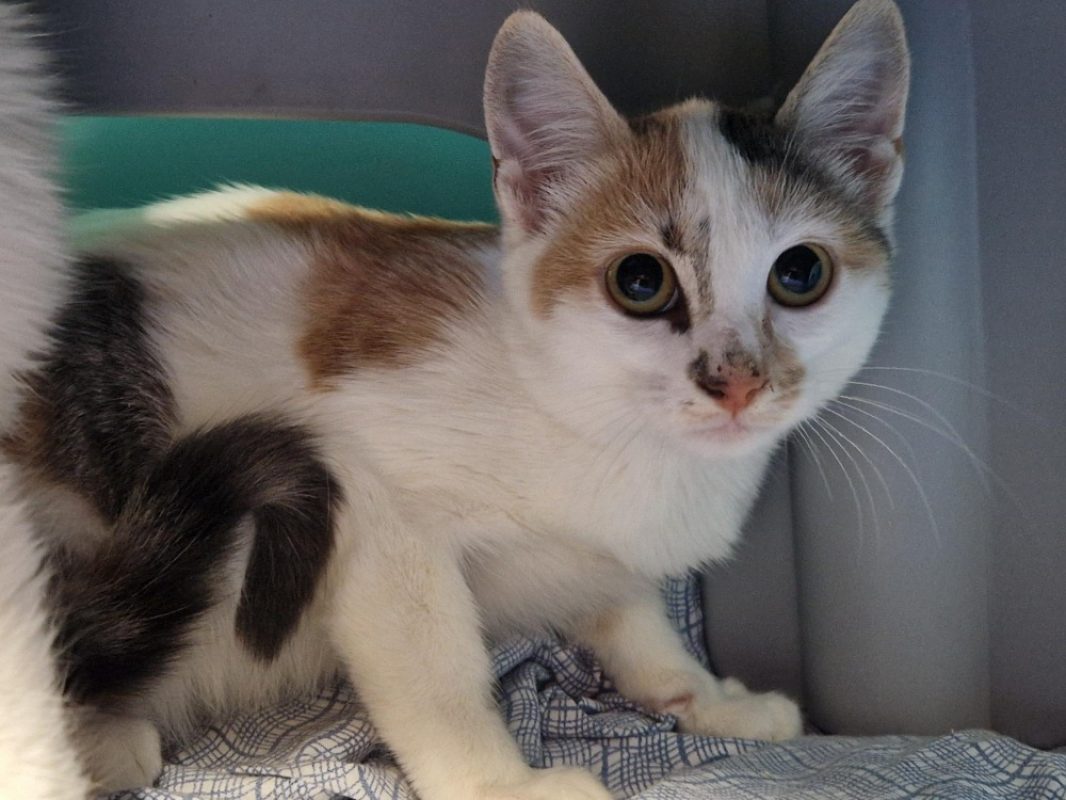 Parma - Chat Européen à adopter