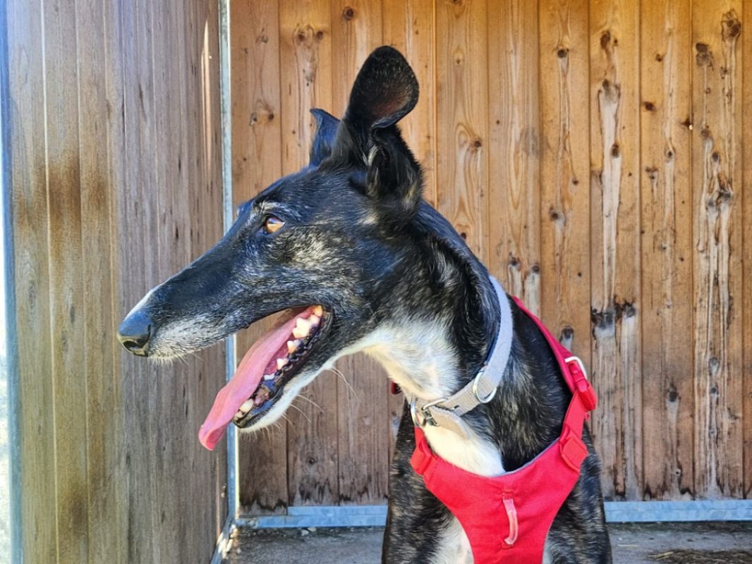Timo - Chien Lévrier Afghan à adopter - photo 2