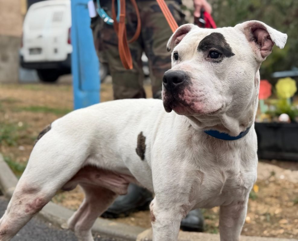 Casper - Chien Bouledogue Américain à adopter