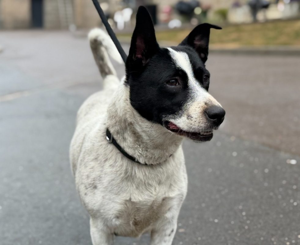 Aoste - Chien à adopter