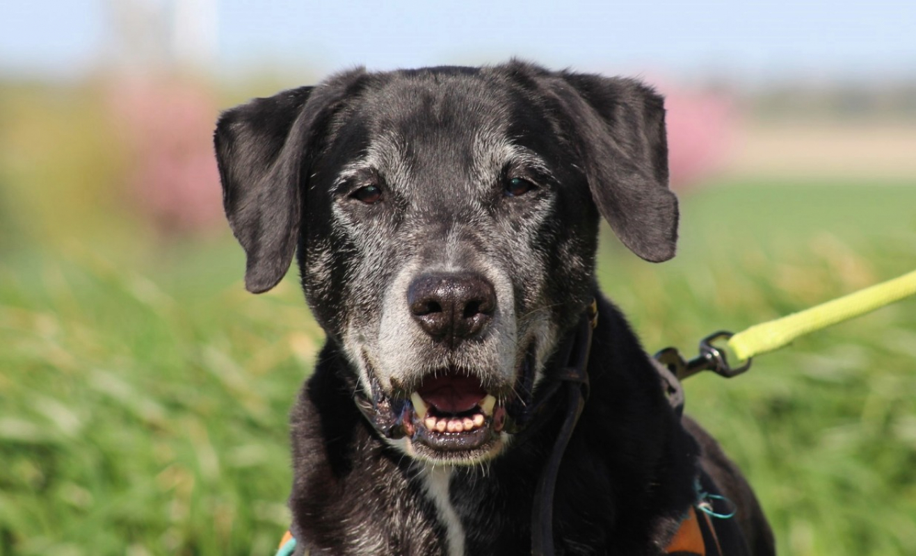 Black - Chien à adopter