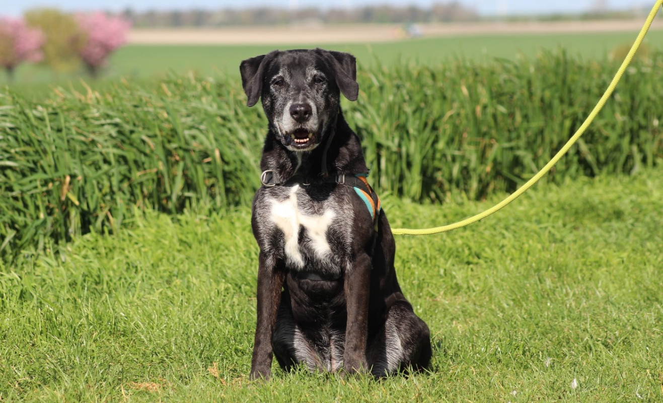 Black - Chien à adopter - photo 2
