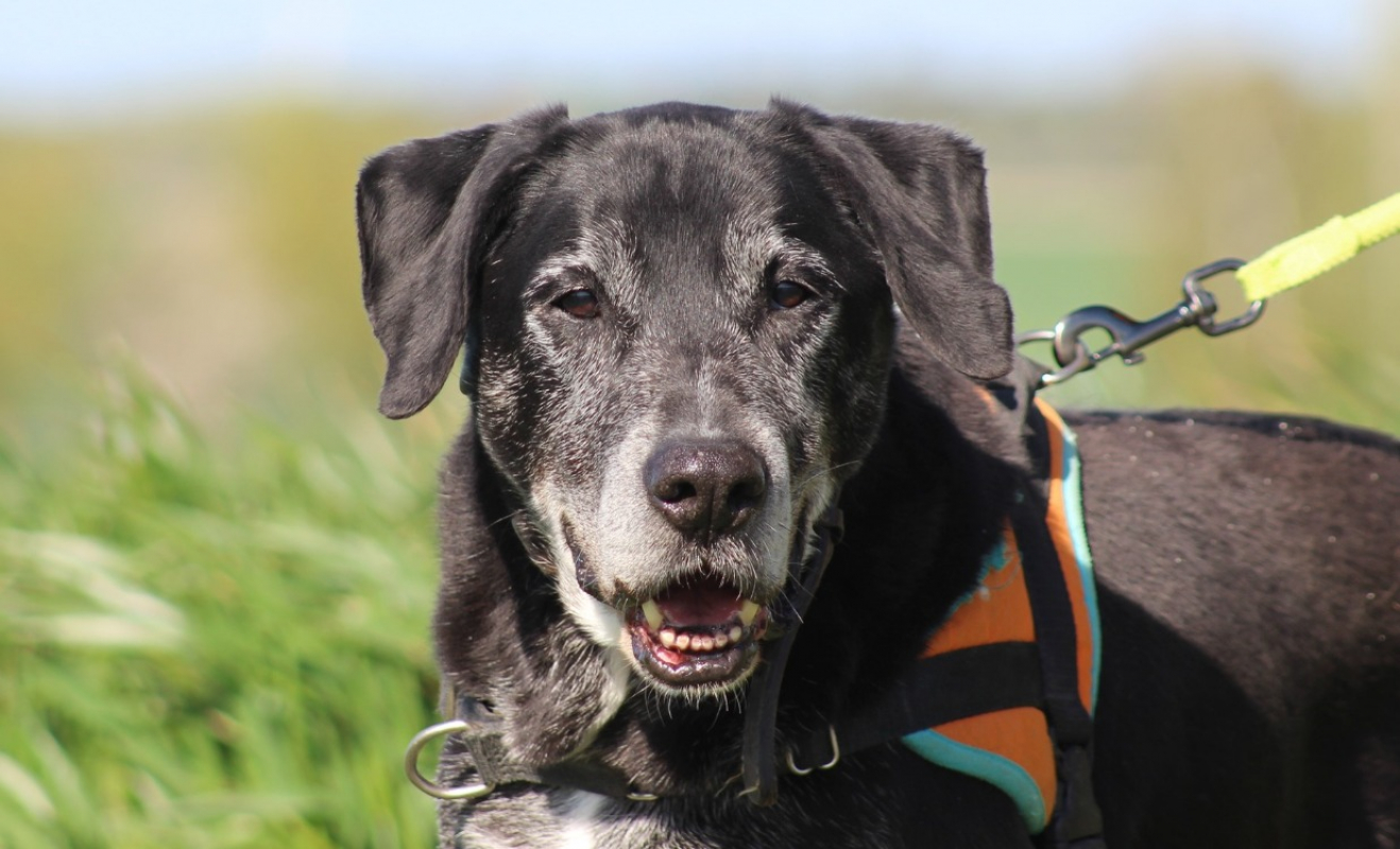 Black - Chien à adopter - photo 4