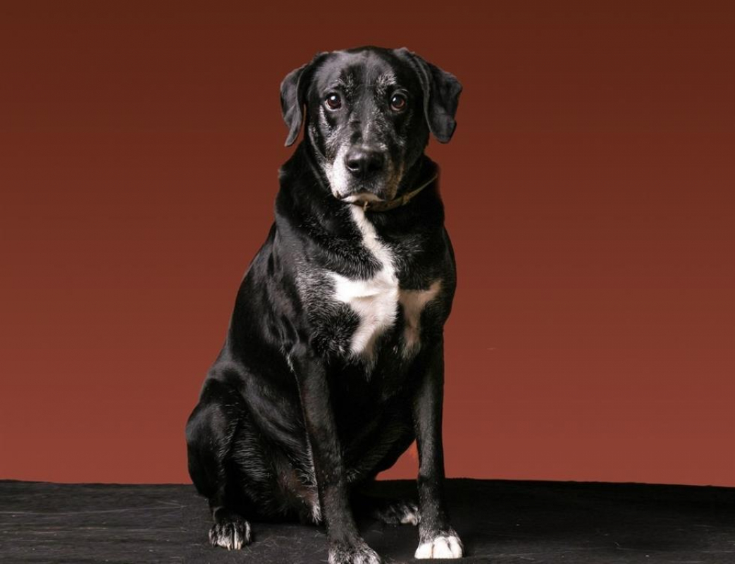 Black - Chien à adopter - photo 9