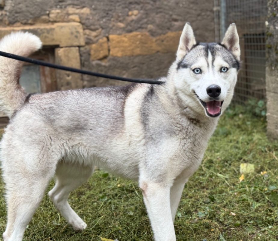 Vicky - Chien Husky Sibérien à adopter