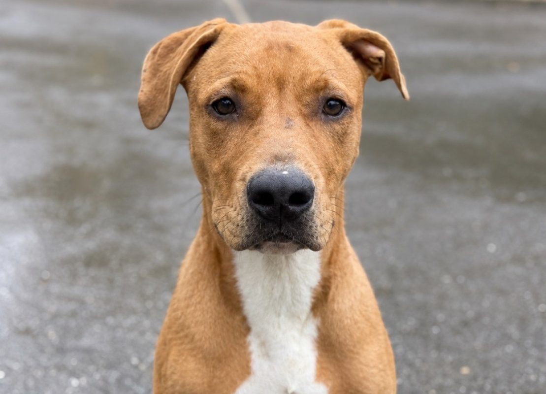 Gambi - Chien Berger à adopter