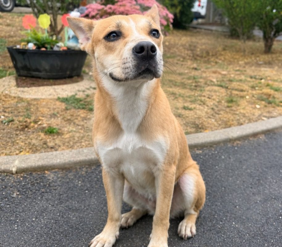Hera - Chien à adopter