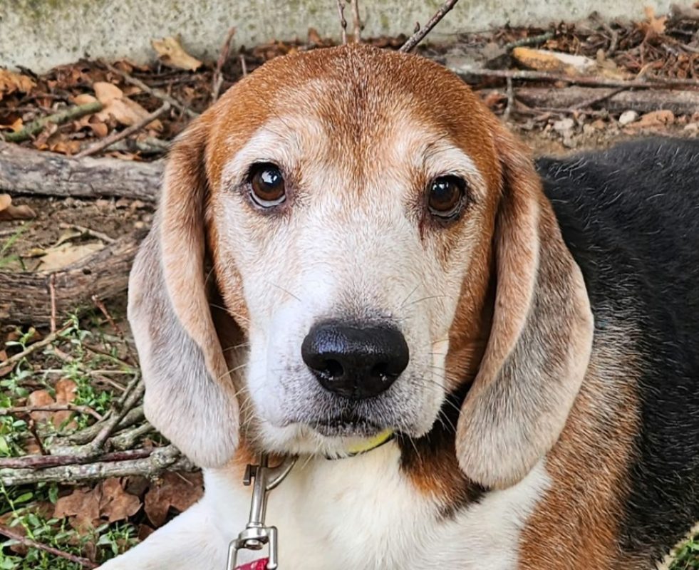 Orion - Chien Beagle à adopter