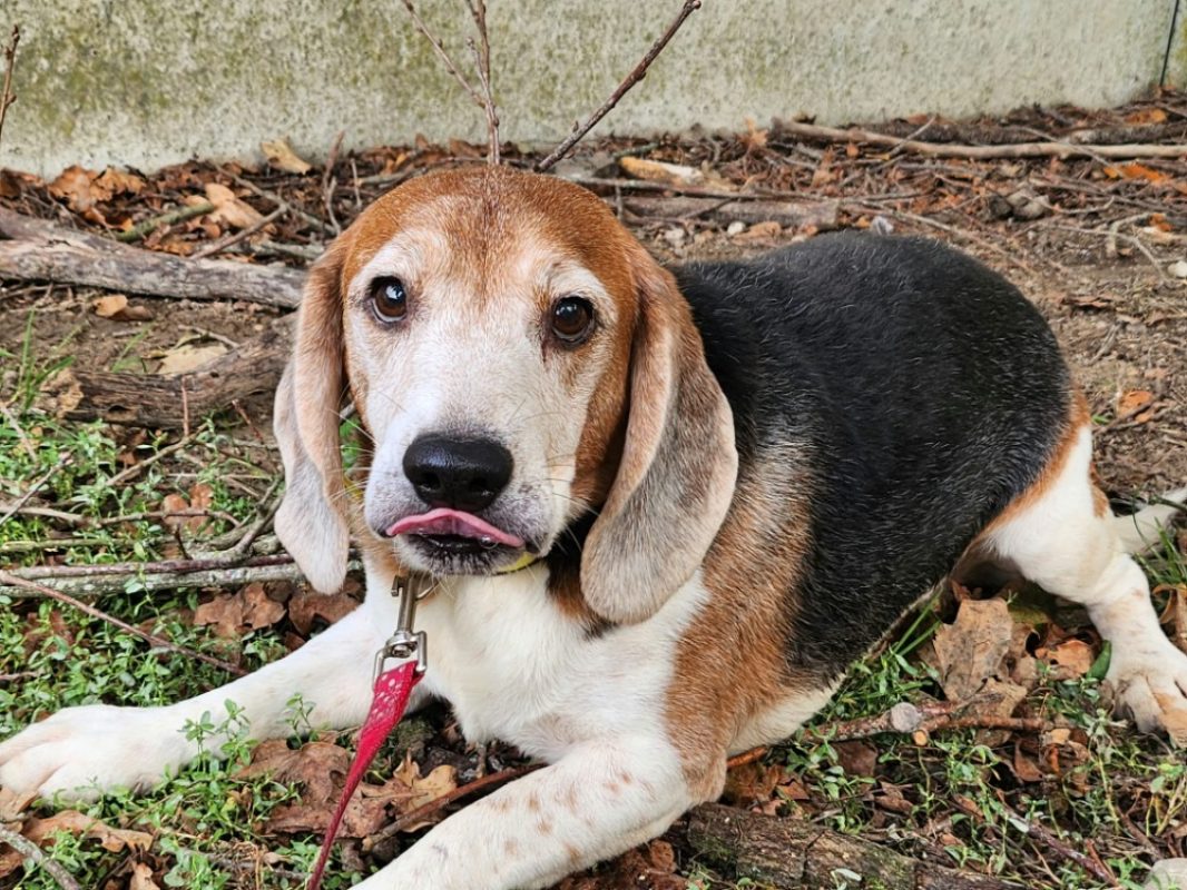 Orion - Chien Beagle à adopter - photo 2