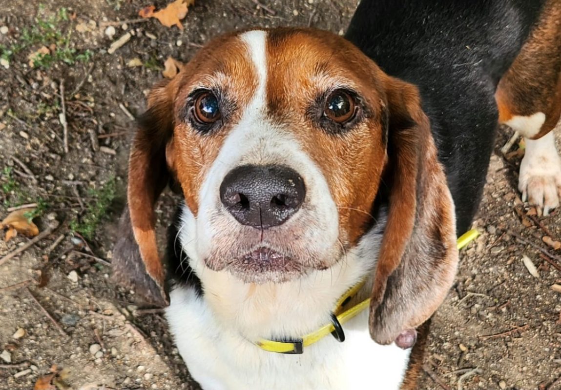 Obama - Chien Beagle à adopter