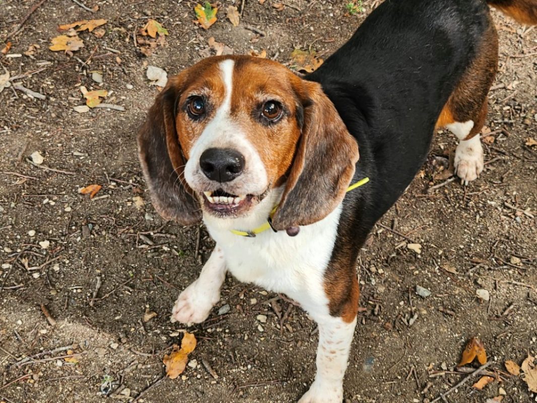 Obama - Chien Beagle à adopter - photo 2