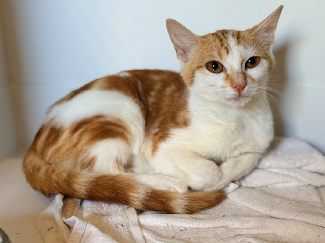 Roan - Chat Européen à adopter