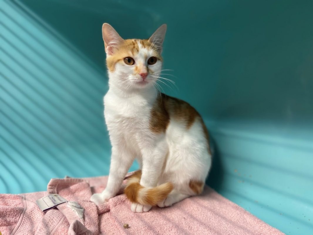 Roan - Chat Européen à adopter - photo 2