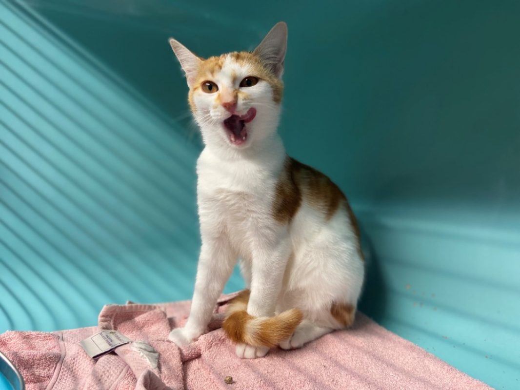 Roan - Chat Européen à adopter - photo 3