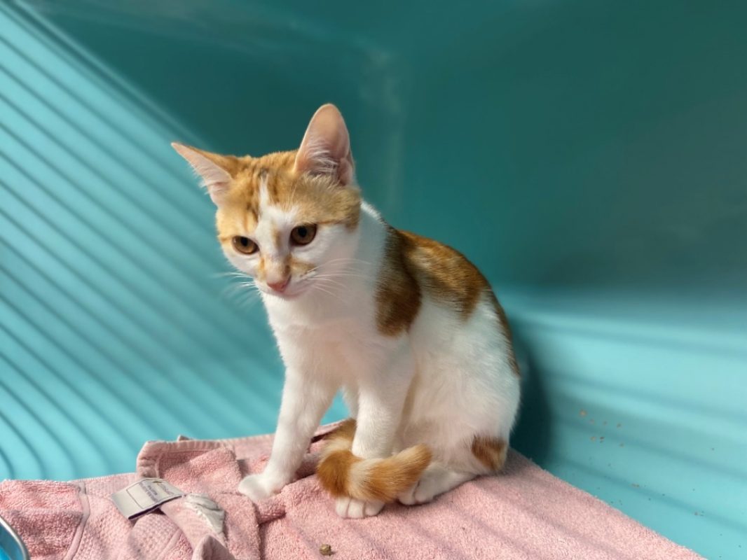 Roan - Chat Européen à adopter - photo 4