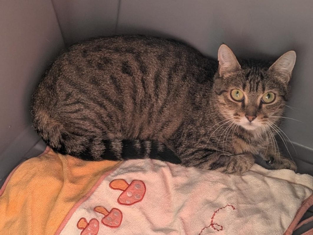 FeuilletÉ - Chat à adopter