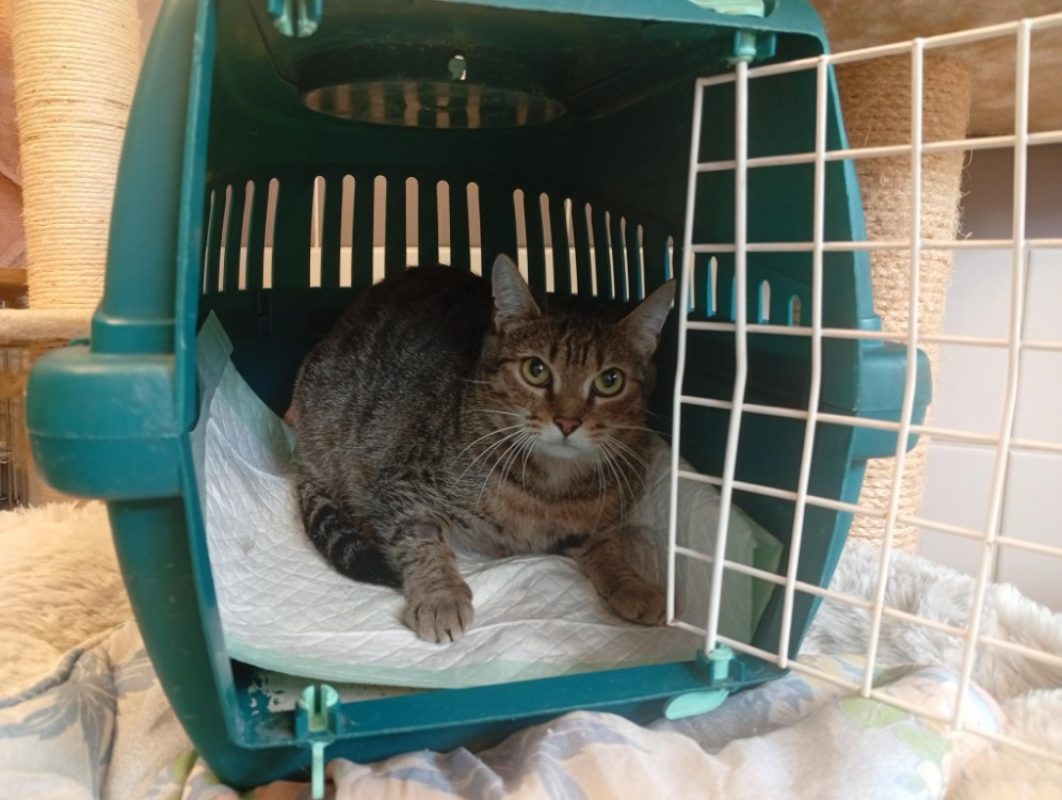 FeuilletÉ - Chat à adopter - photo 2