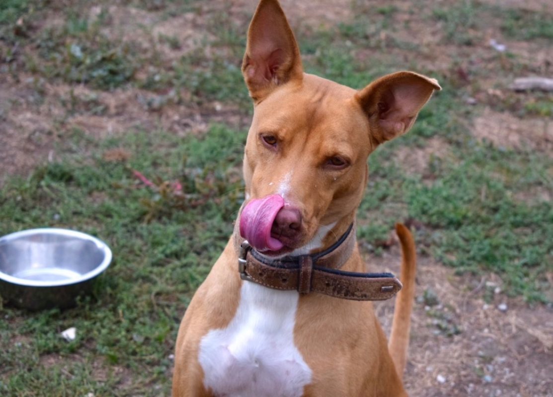 Unix - Chien à adopter - photo 2
