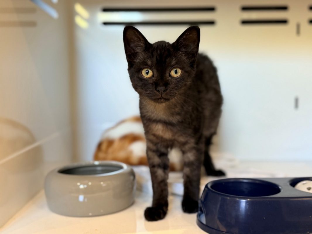 Orlov - Chat Européen à adopter