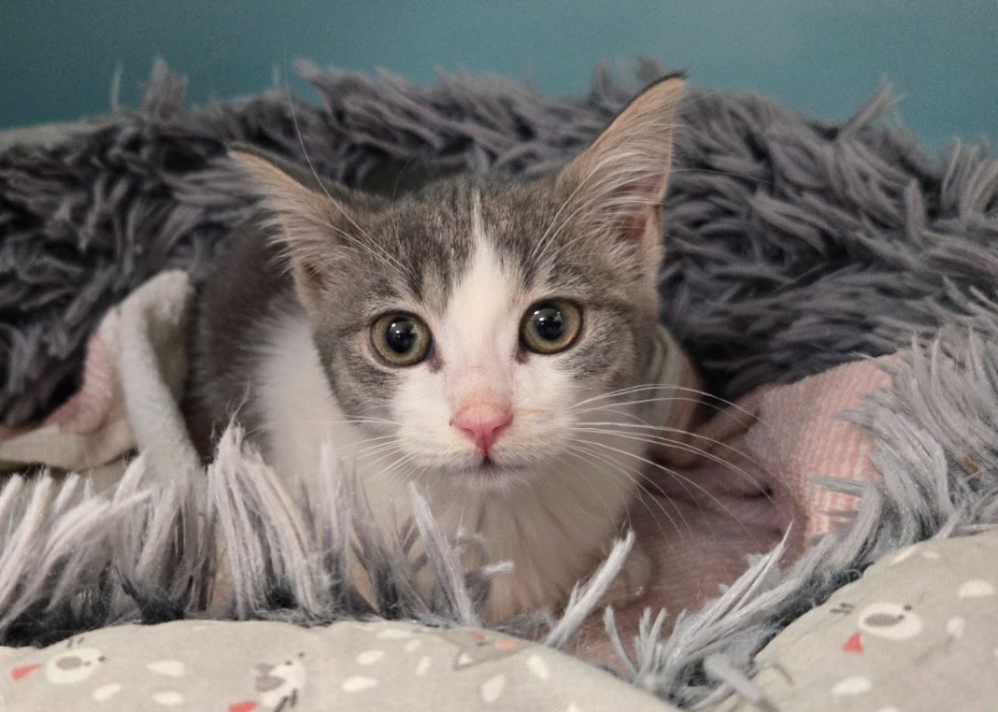 Papillote - Chat Européen à adopter