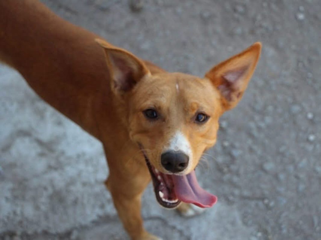 Charlie - Chien à adopter