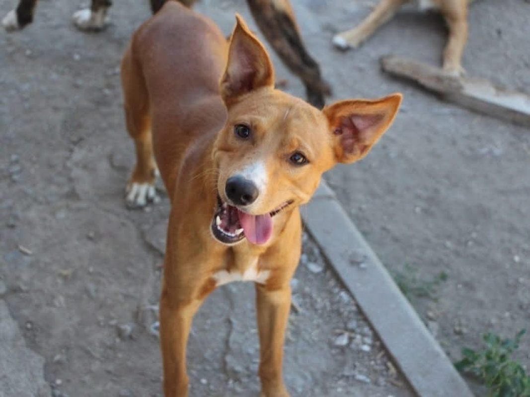 Charlie - Chien à adopter - photo 3