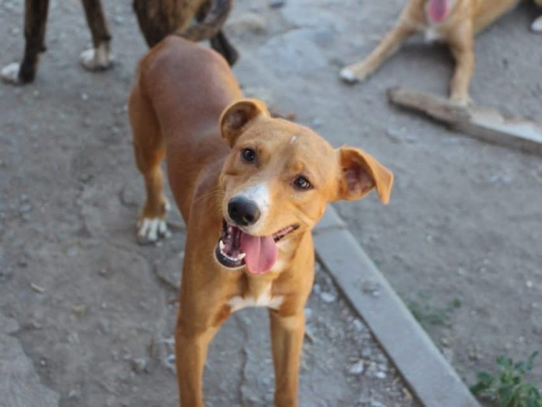 Charlie - Chien à adopter - photo 2
