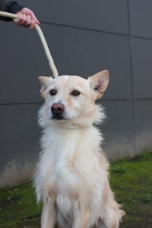 Edison - Chien à adopter