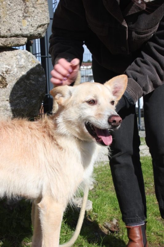 Edison - Chien à adopter - photo 5