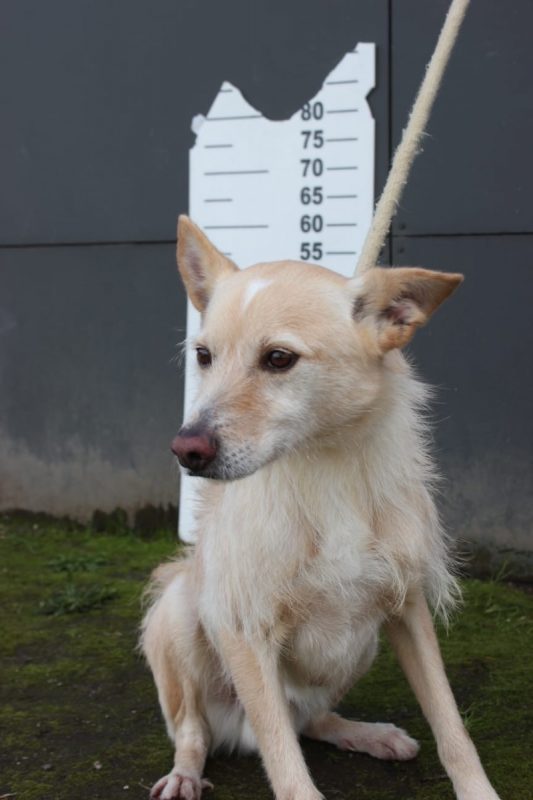 Edison - Chien à adopter - photo 4