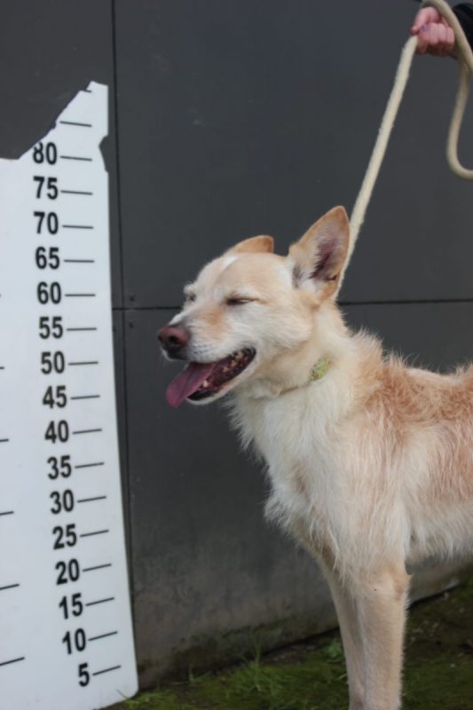 Edison - Chien à adopter - photo 2