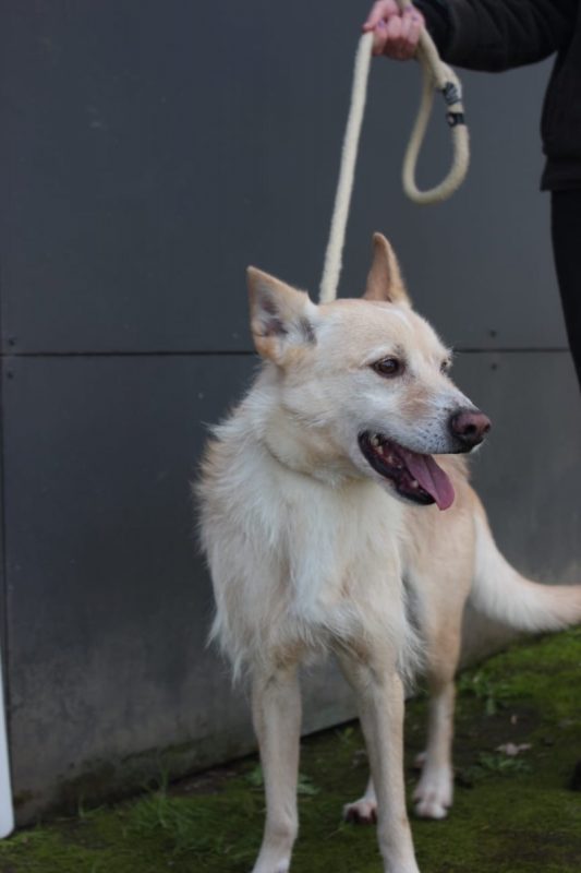 Edison - Chien à adopter - photo 6