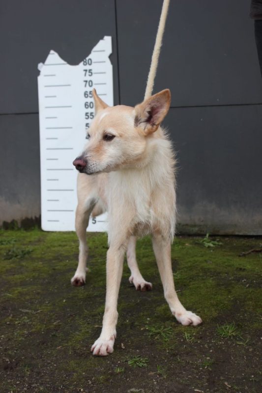 Edison - Chien à adopter - photo 3