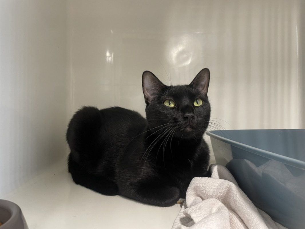 Jezie - Chat Européen à adopter