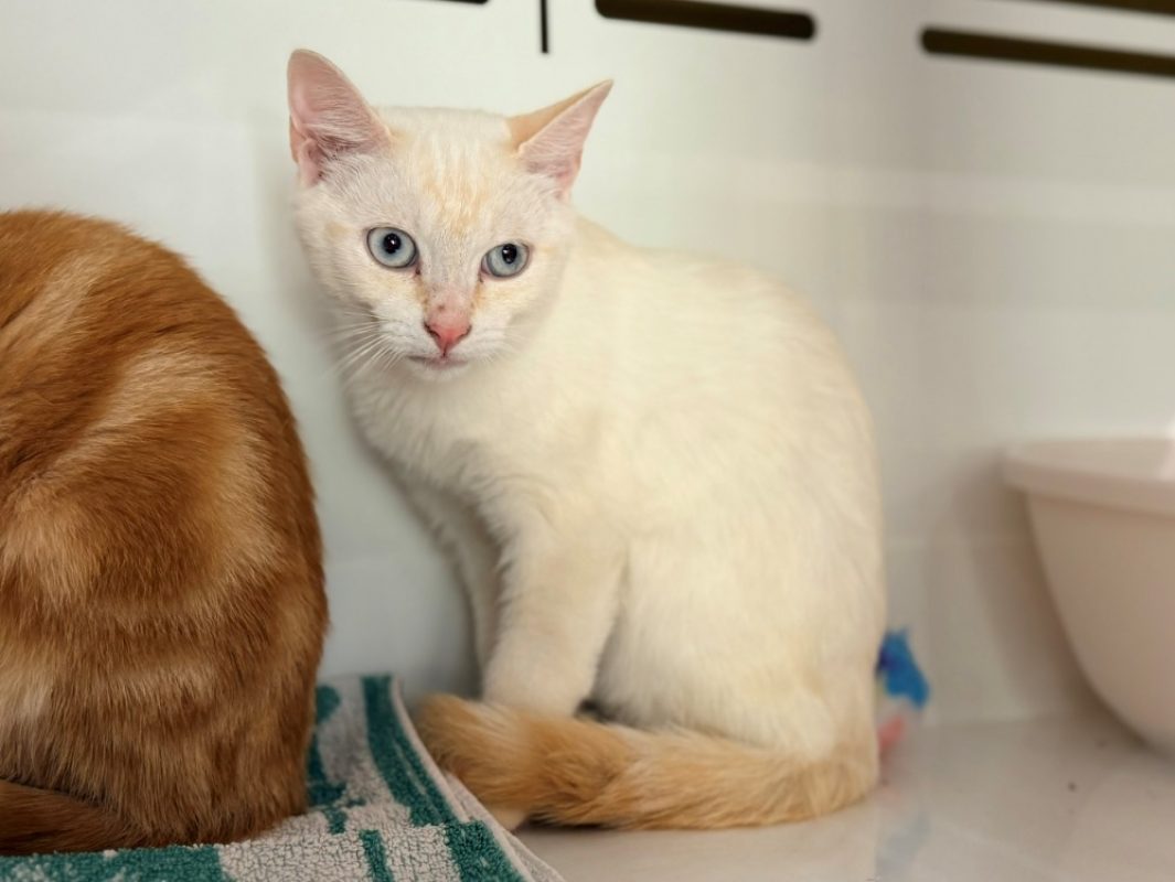 Kim - Chat Européen à adopter