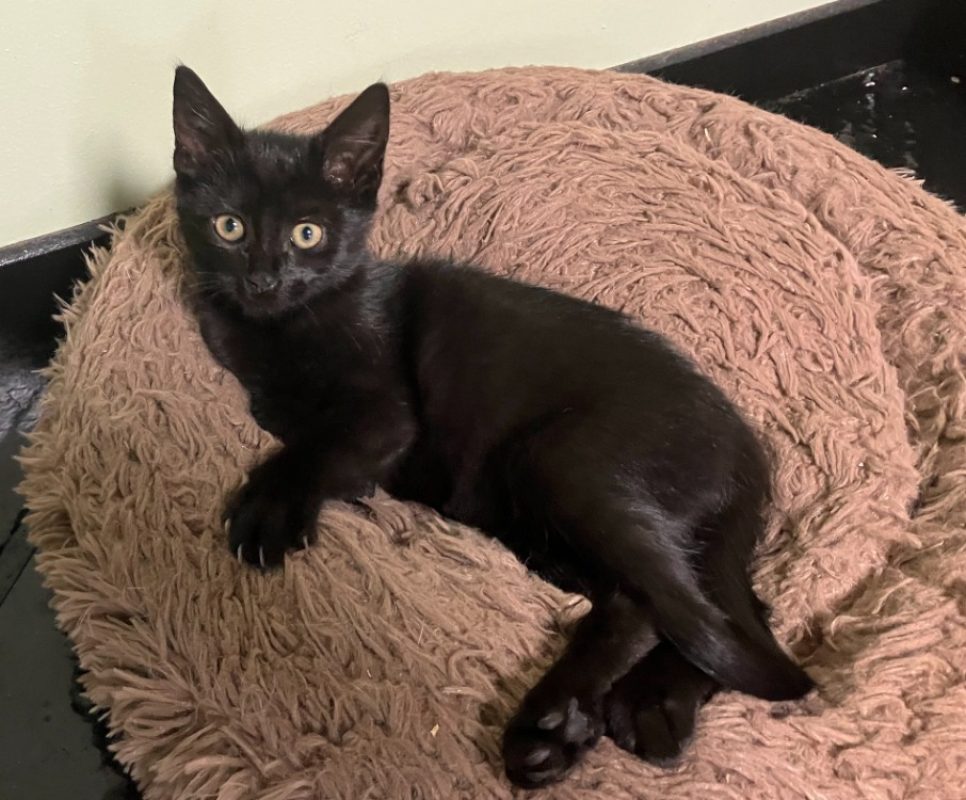 Lysie - Chat Européen à adopter