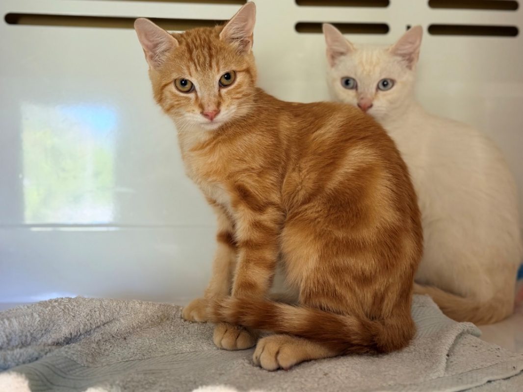 Kip - Chat Européen à adopter