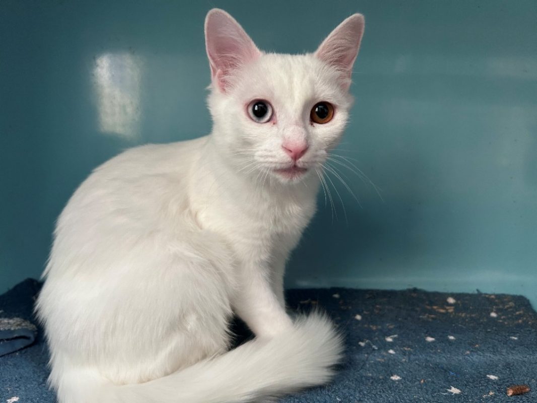Kiproko - Chat Européen à adopter
