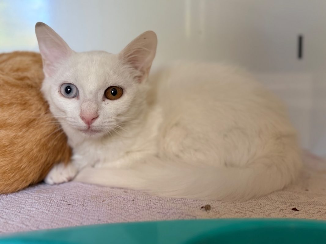 Kiproko - Chat Européen à adopter - photo 2