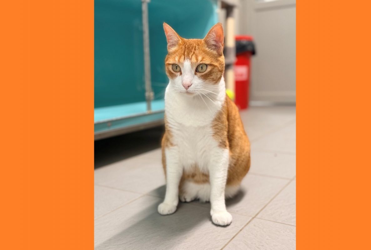 Hommel - Chat Européen à adopter