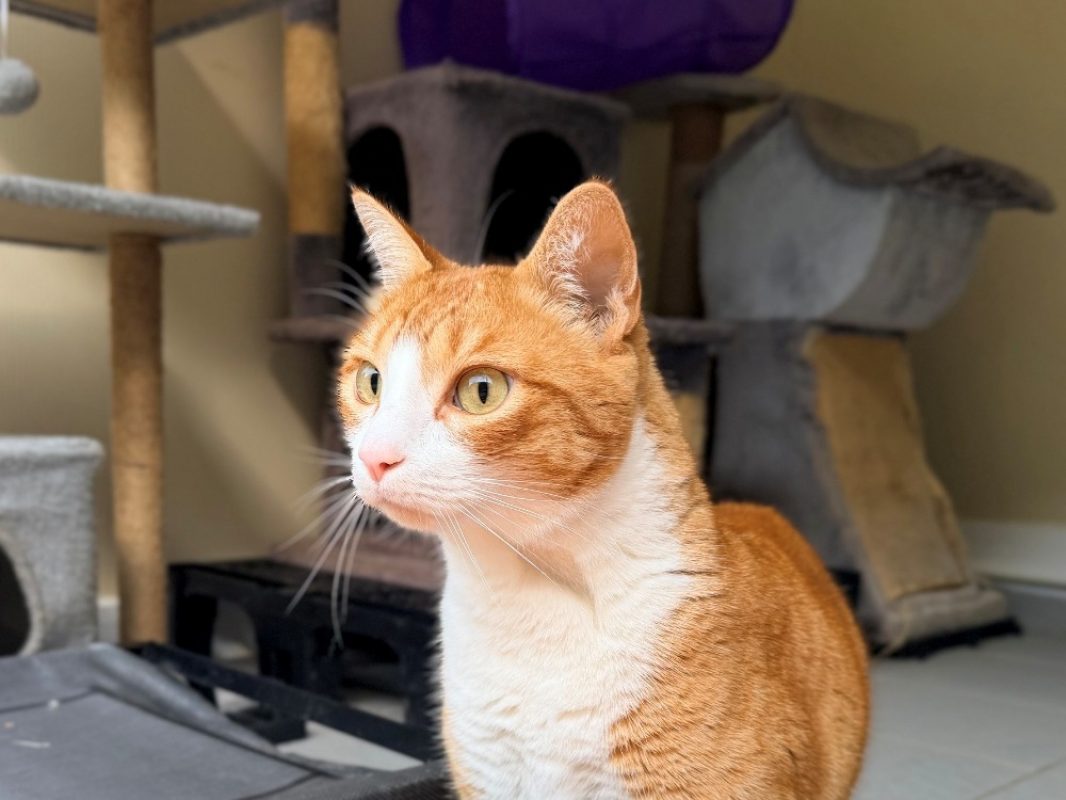 Hommel - Chat Européen à adopter - photo 2
