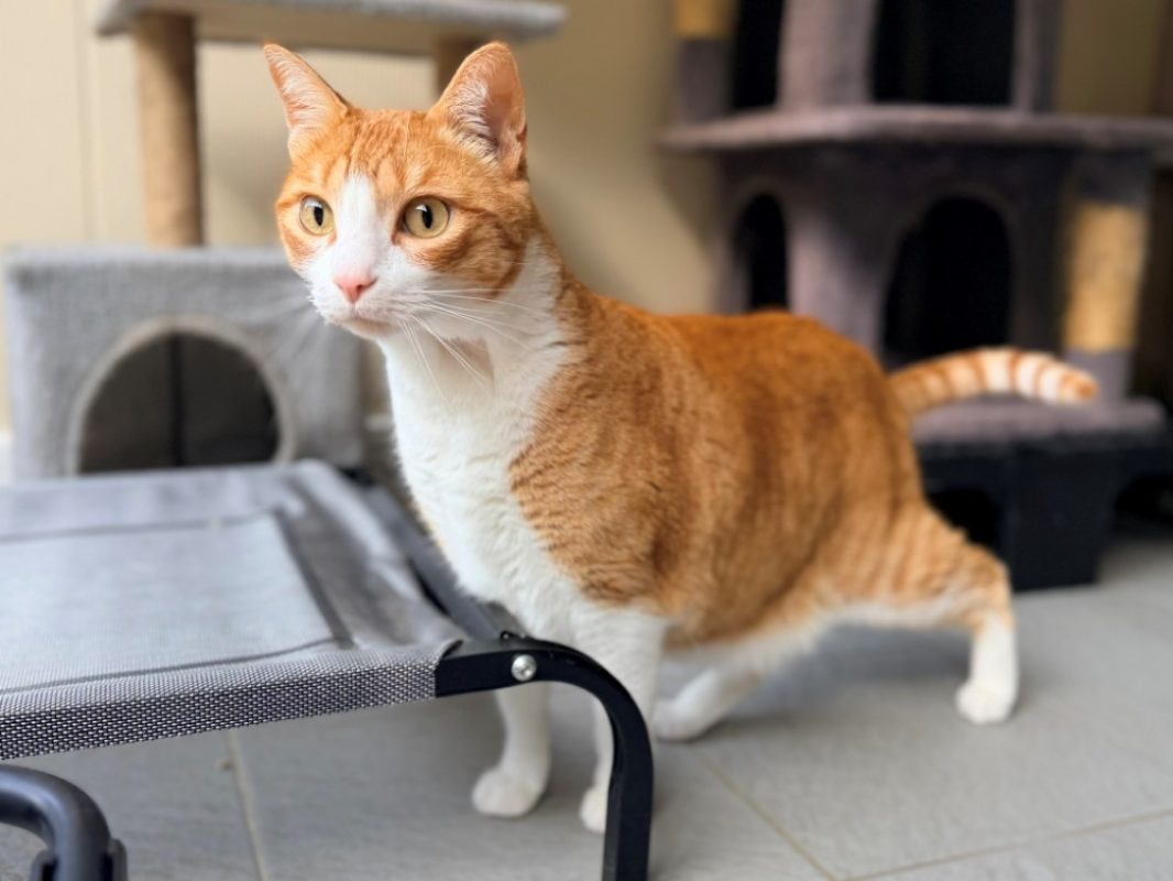 Hommel - Chat Européen à adopter - photo 3