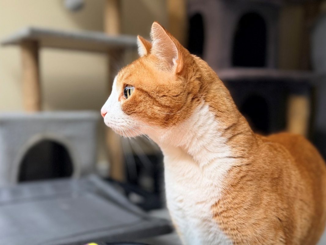 Hommel - Chat Européen à adopter - photo 4