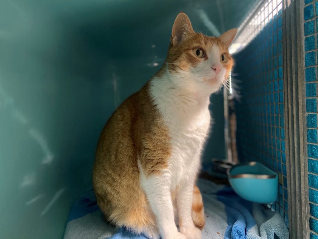 Hommel - Chat Européen à adopter - photo 5
